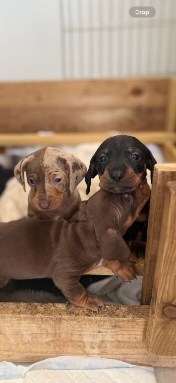Miniature Dachshund Pups Available- Ready 3rd June