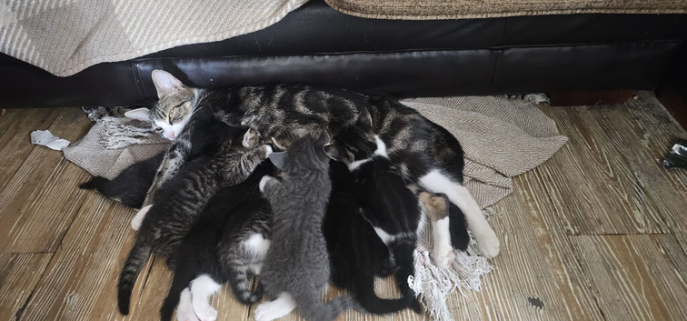 3 beautiful kittens looking for their new home
