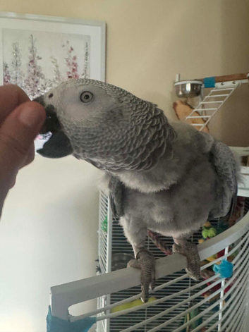 Young male African grey