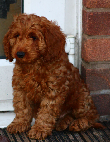 Cockapoo fully vaccinated
