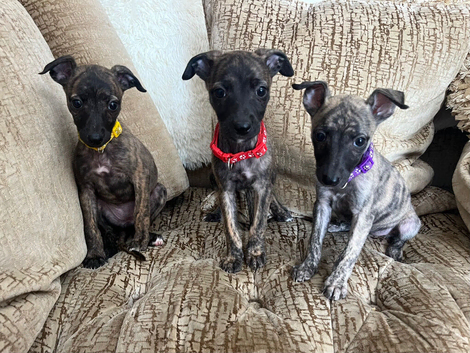 Whippet puppies available