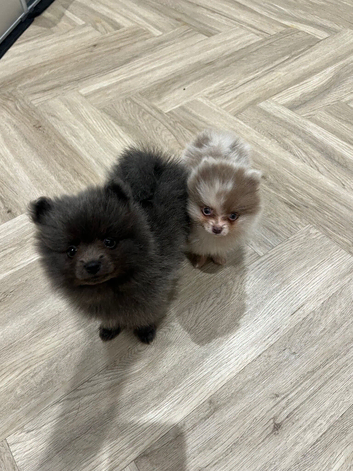Pomeranian puppy's for sale