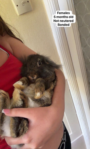 Rabbits