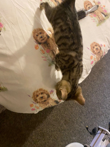 Tabby