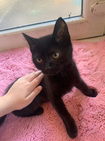 Kitten for rehoming.