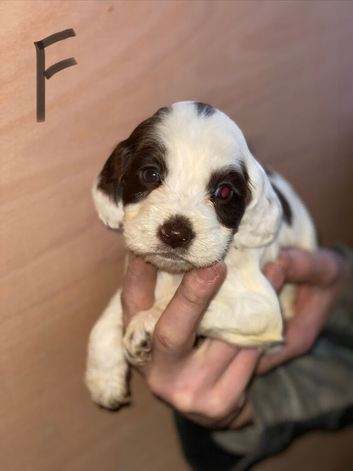 puppie