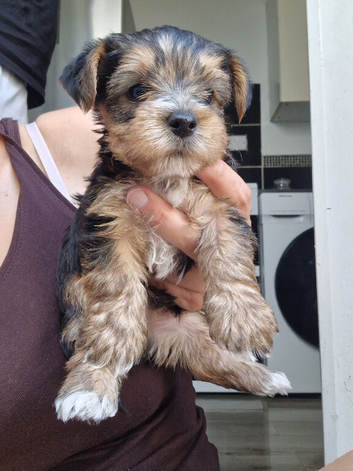 ️️Yorkshire terrier  pure  LAST BOY  Ready rehome