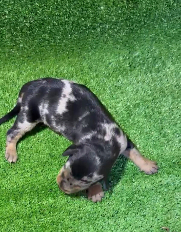 Merle Doberman puppies available