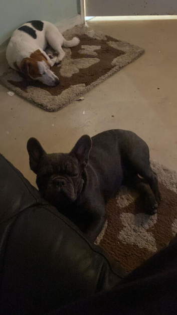 5 months old frenchie