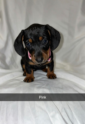 5 miniature dachshunds