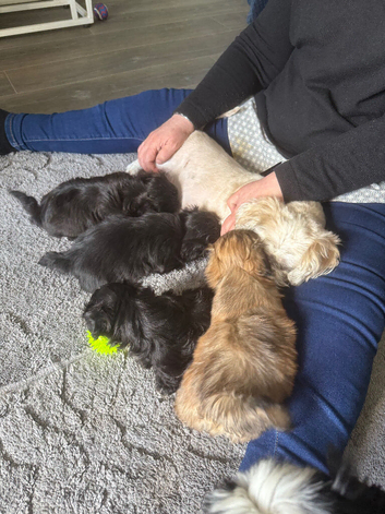 Shih Tzu puppy