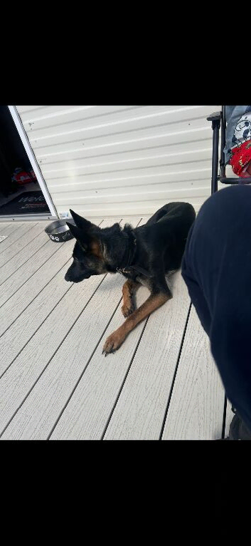 Belgian malinois