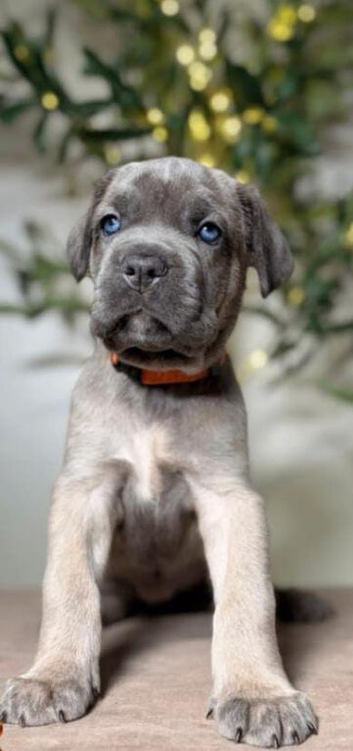 Majestic Cane Corso Puppies Ready For Forever Homes
