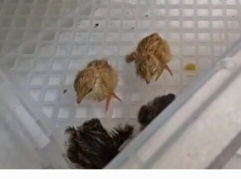 Quails Day 1 to 4 weeks available