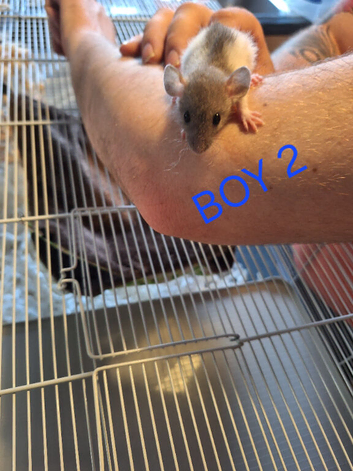 Baby male dumbo/rex rats