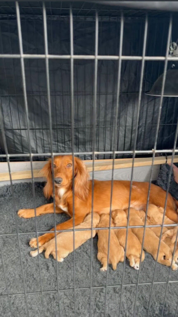 7 working cocker spaniel puppies
