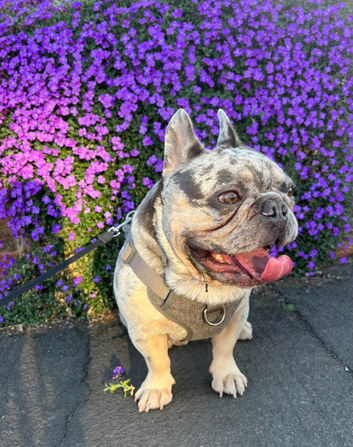 Merle French Bull Dog - proven available for studding