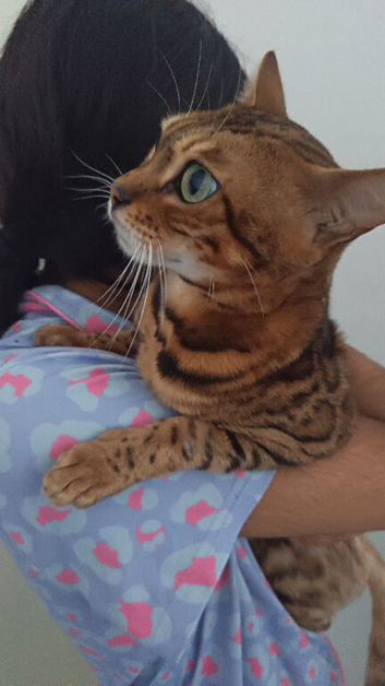 Female bengal cat