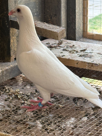 White racer hen