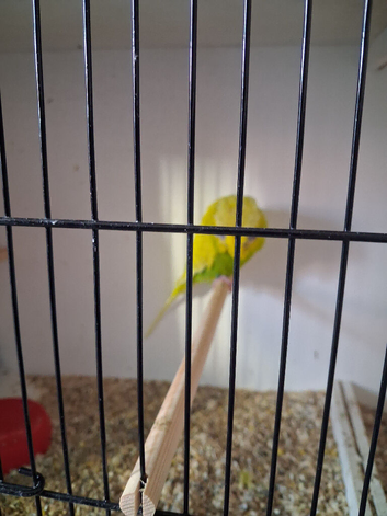 Last 2 pair budgies