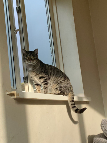 Need home for milo urgently!