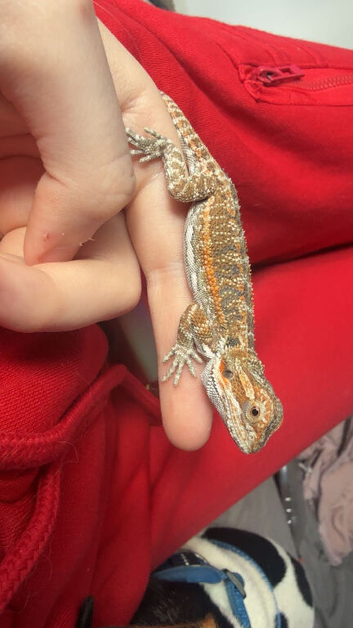 Baby bearded dragon