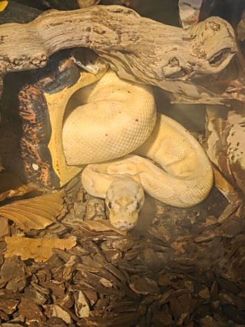 Ball python