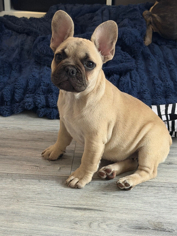 Female French bulldog