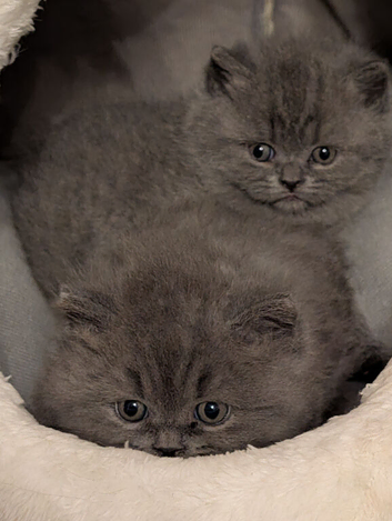Kittens British Shorthair