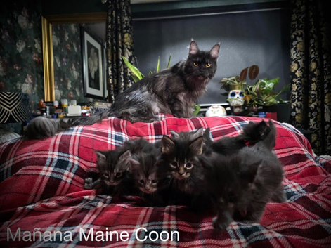Russian line Maine coons