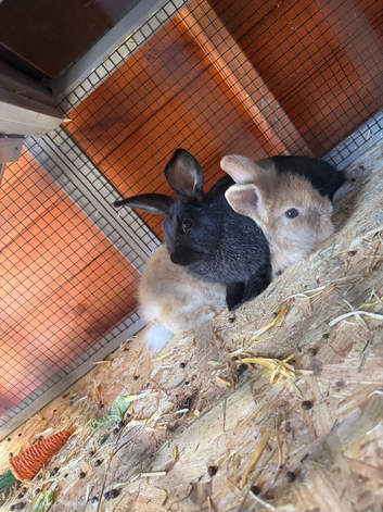 2 baby bunny&rsquo;s for sale