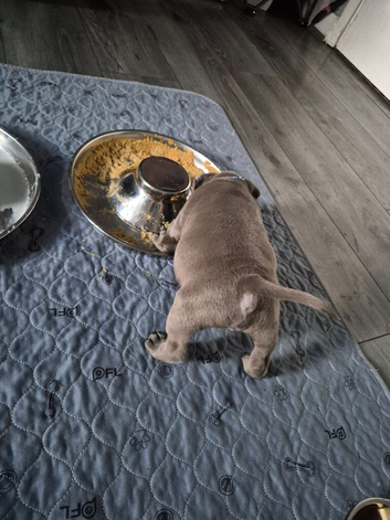 Staffordshire bull terrier pups