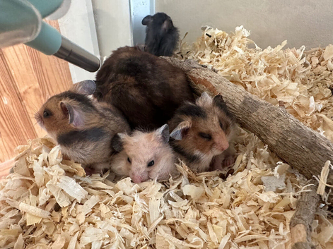 Syrian hamster babies