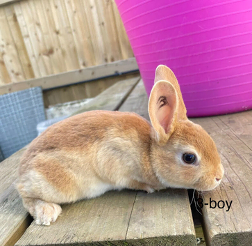 ️️5 week old mini Rex️
