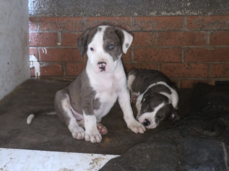 2 puppies for sale