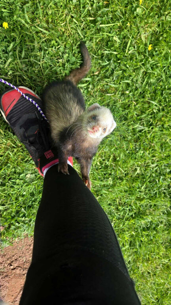 1 female ferret for sale with cage (pembrokeshire)