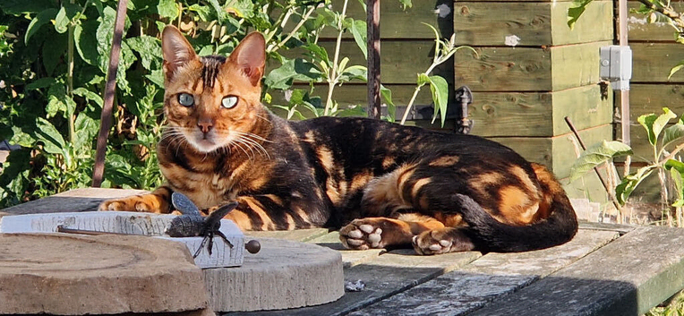 Pure Bread Glitter Marble Bengal
