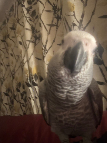 Male African grey
