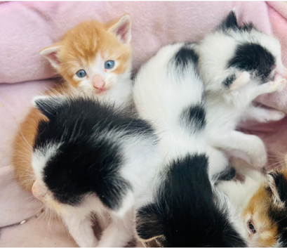 Beautiful really social kittens used to kids and dogs