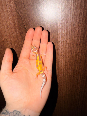 Leopard gecko babies ready