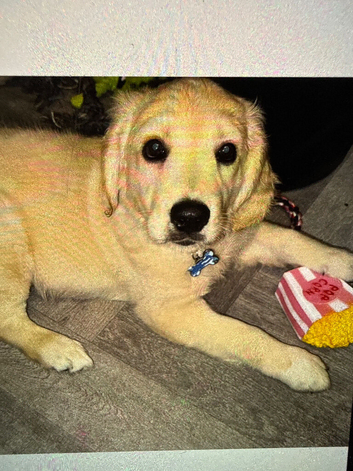 Golden retriever for sale