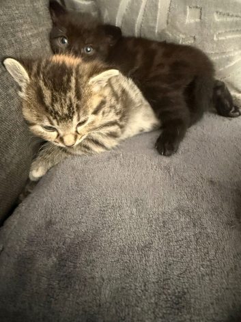 Kittens for sale