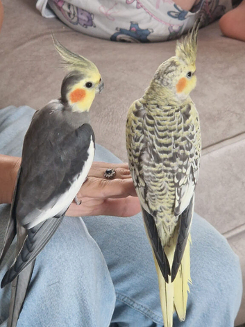 Beautiful 12 week ok hand tame female cockitel