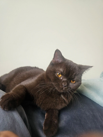 Active Chocolate female