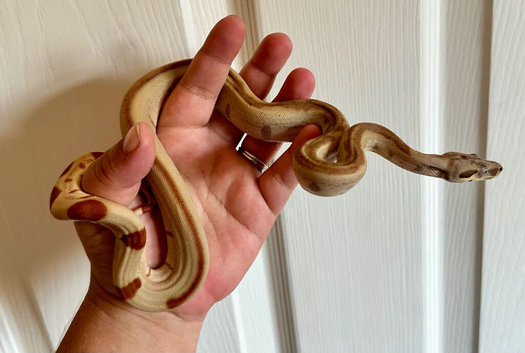 Boa Constrictor- Hypo (poss super) jungle het kahl albino