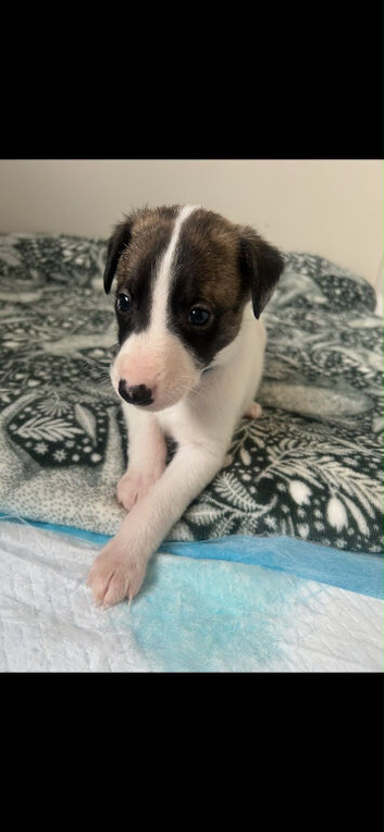 Stunning whippet pupies