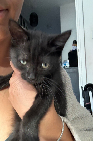 9 week old female kitten got forever home