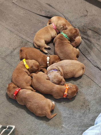 Golden Retriever Puppies (Some Red Fox colour)