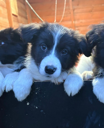 Border Collies