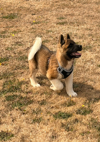 KC American Akita male